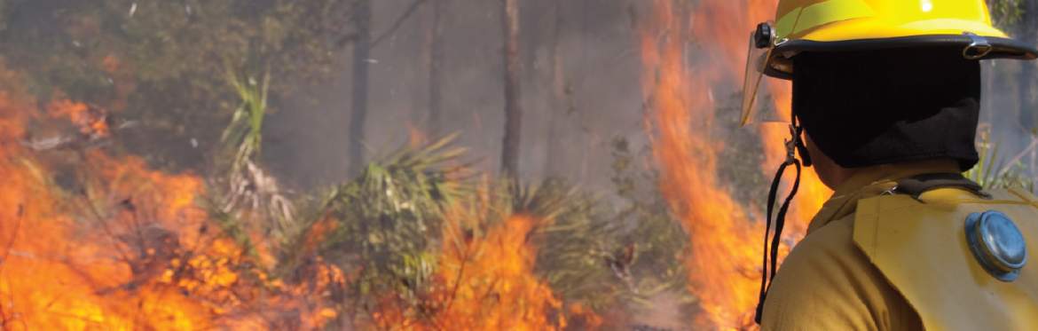 A fireman observing a bushfire